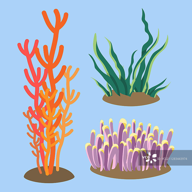 海洋珊瑚图片素材