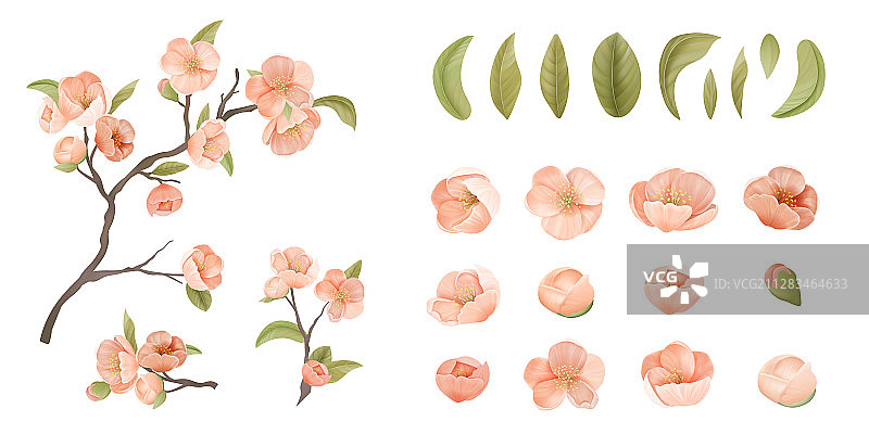 白色背景樱花素材图片素材