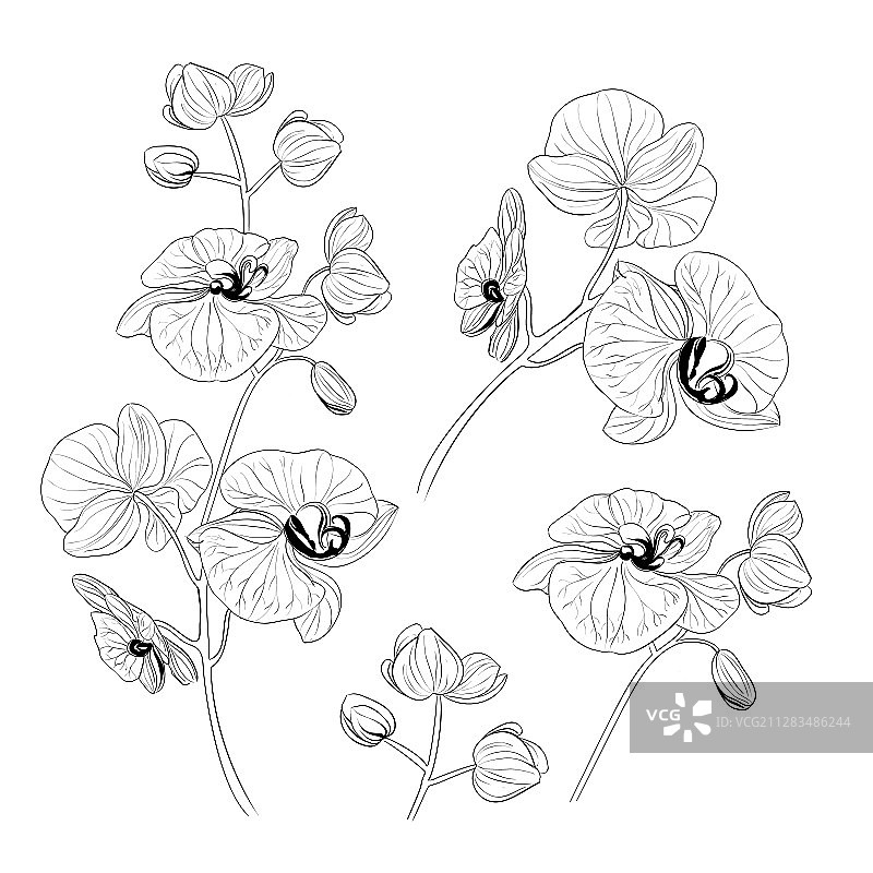 热带兰花元素组合图片素材