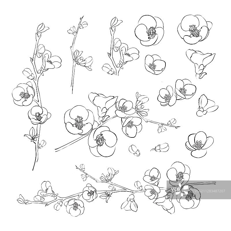 日本木瓜图片素材