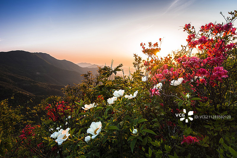 山花烂漫的季节图片素材