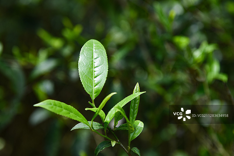 福鼎白茶鲜叶图片素材