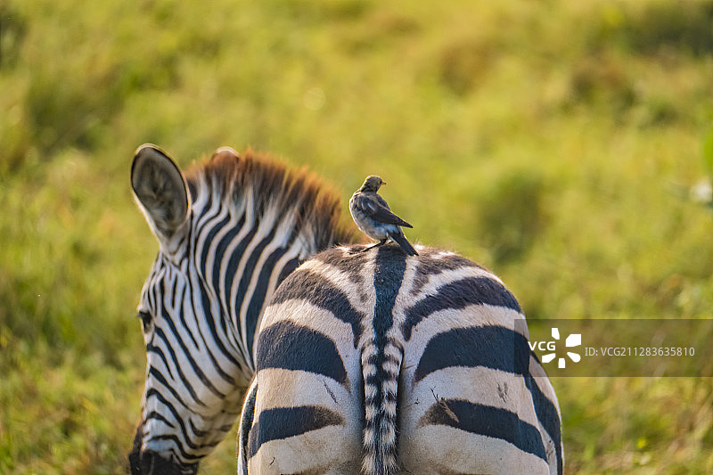 肯尼亚马赛马拉国家公园斑马～栖图片素材