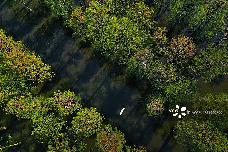 航拍武汉涨渡湖湿地图片素材