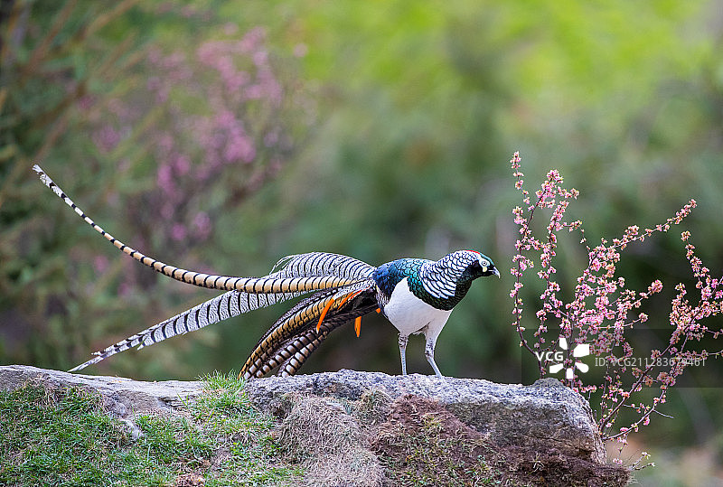 摆显尾巴-白腹锦鸡图片素材