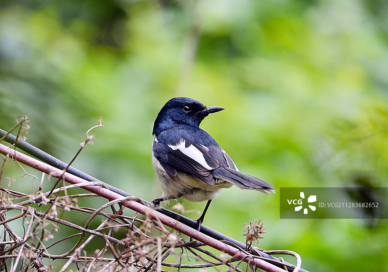 在电线上休息的鹊鸲雄鸟图片素材