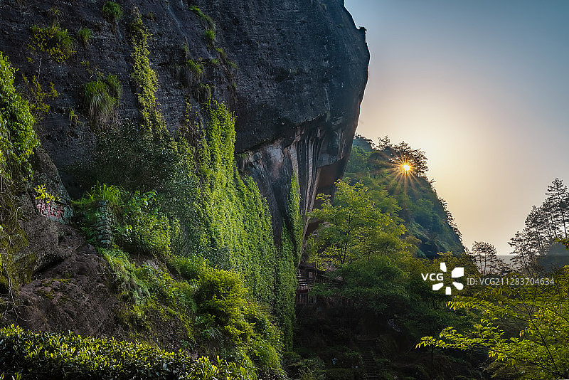 母树大红袍晨曦图片素材