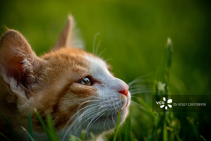 嗅探的猫咪图片素材