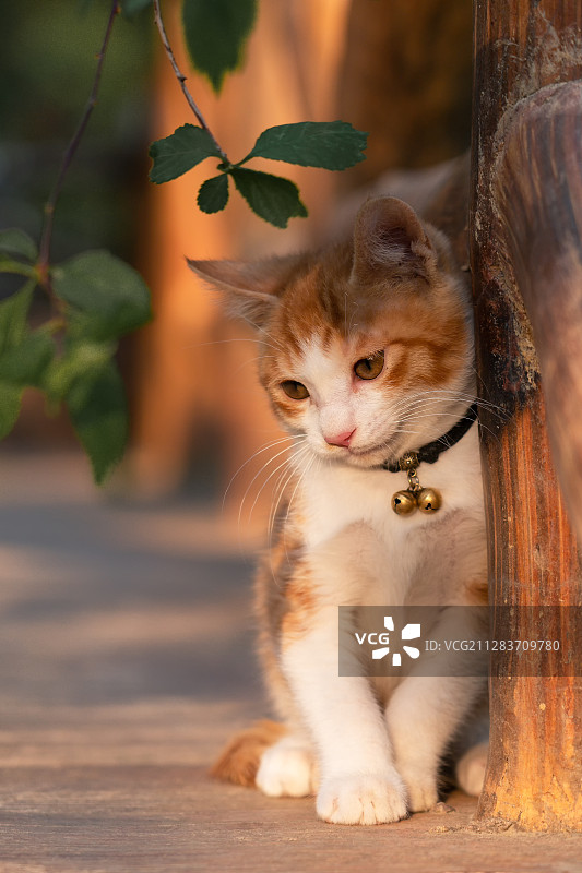 依在户外栏杆上的娇羞小橘猫图片素材