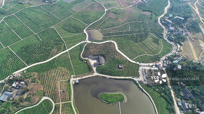 乡村旅游-樱桃采摘园图片素材