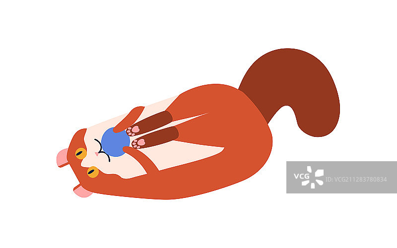 美国卷耳猫品种（扁平风格）图片素材