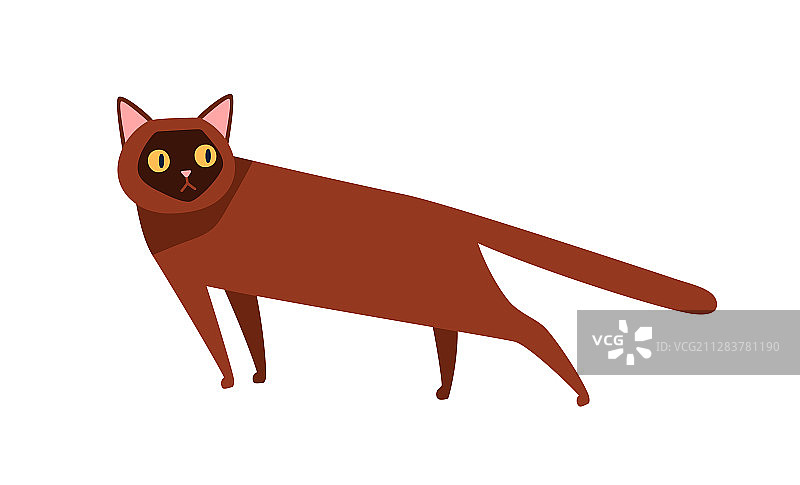 缅甸猫品种扁平卡通形象图片素材