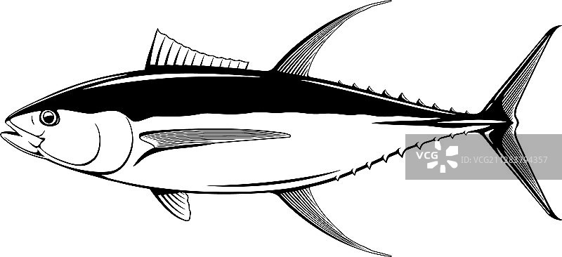 黄鳍金枪鱼图片素材