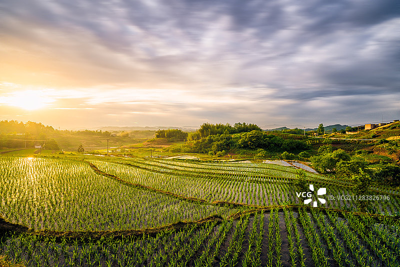 稻田日出图片素材