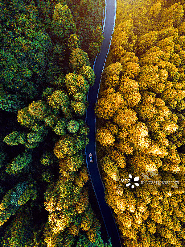 重庆王坪双色森林图片素材