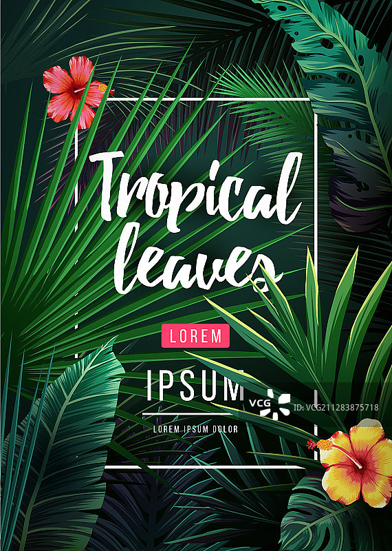 丛林植物明亮热带背景图片素材