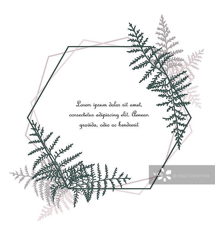 蕨类植物画框图片素材