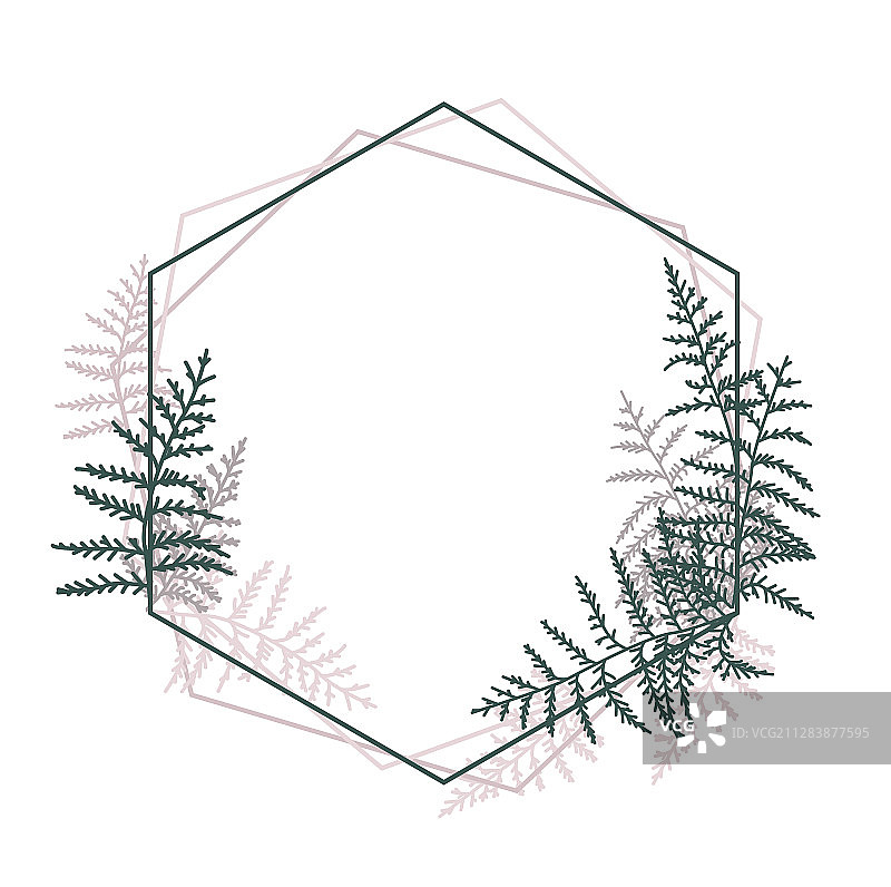 蕨类植物画框图片素材