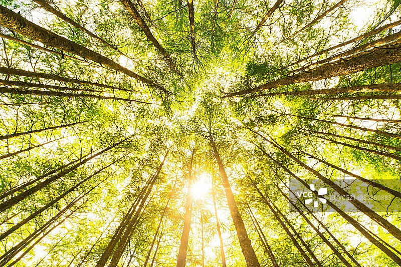 浙江丽水庆元百山祖国家森林图片素材