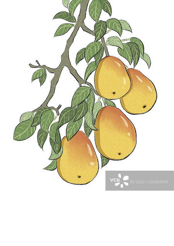 惊蛰-梨图片素材