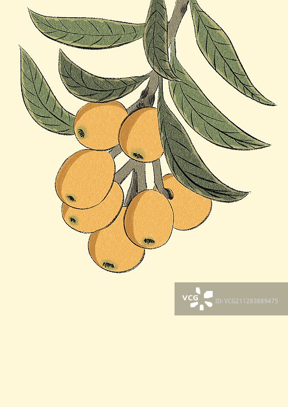 清明-枇杷图片素材