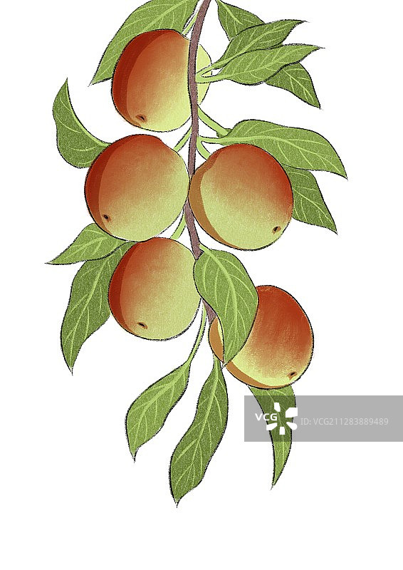 小寒-冬枣图片素材