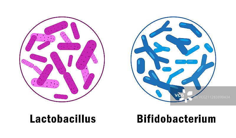白色背景上的有益细菌图片素材