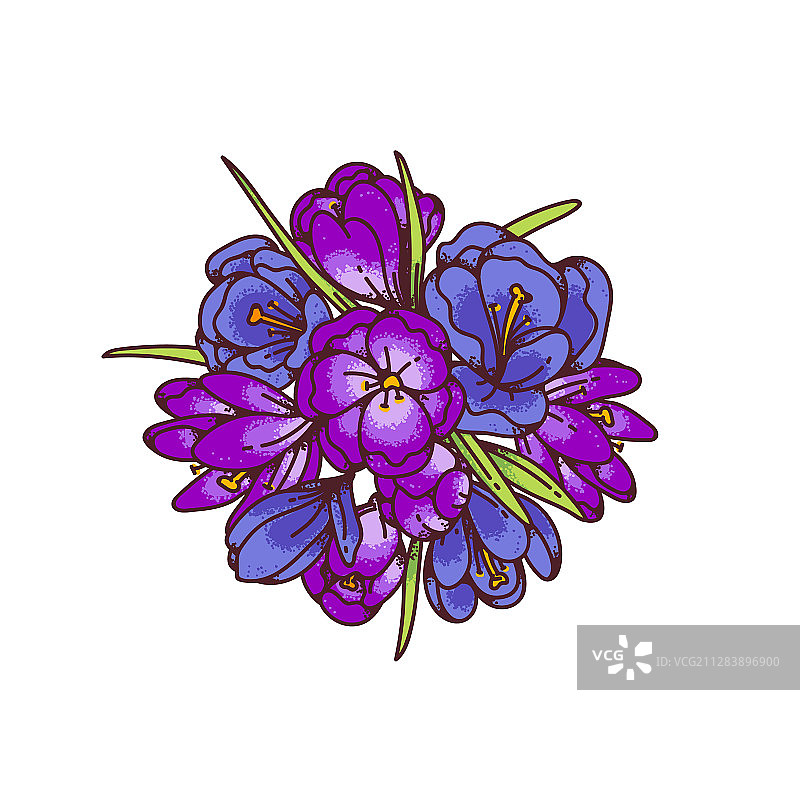 番红花花束春季报春花设计图片素材