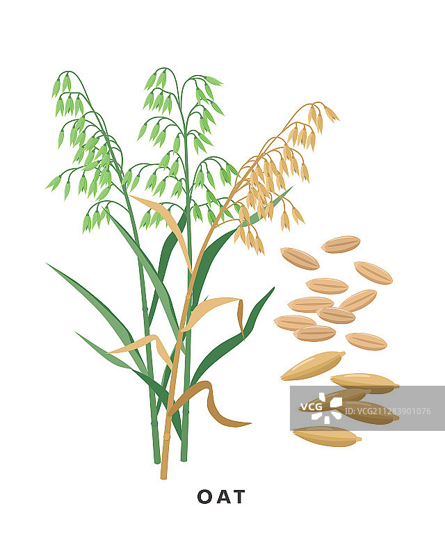 燕麦谷物植物学素材图片素材