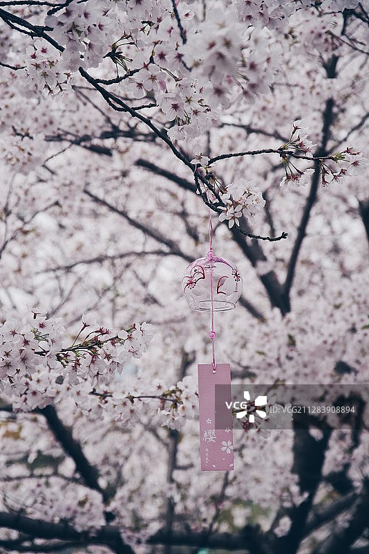 同济大学樱花大道图片素材