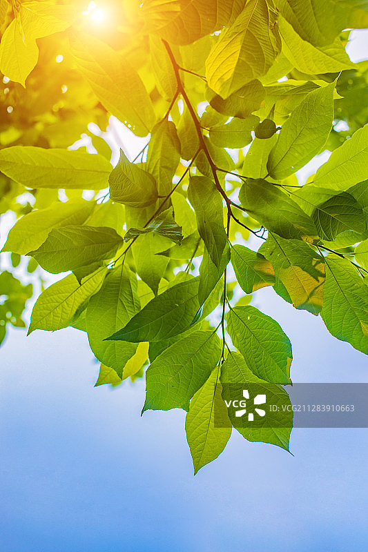阳光照耀着的叶子图片素材