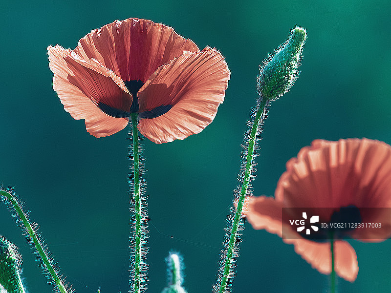如展翅欲飞的火鸟的红色虞美人花图片素材