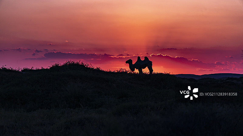 腾格里沙漠通湖草原日落骆驼剪影图片素材