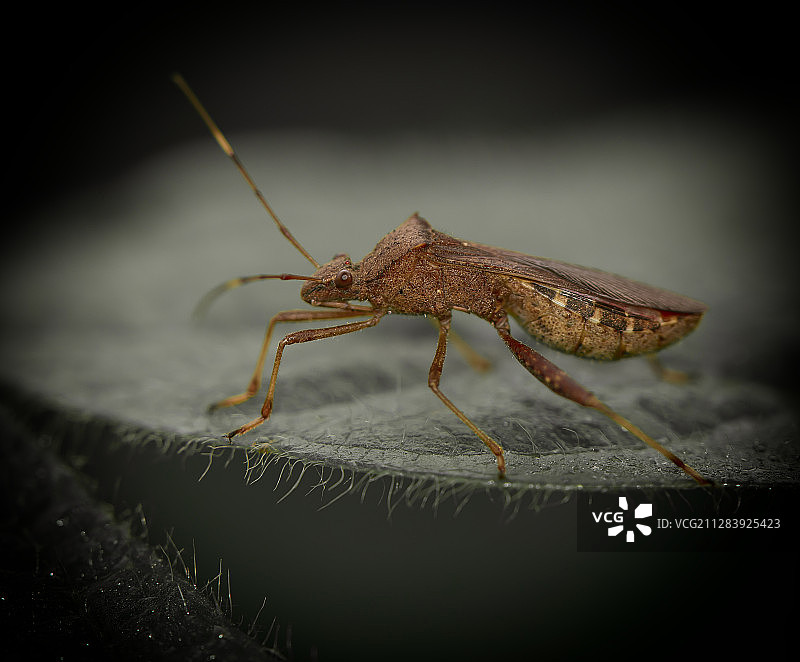 农业害虫縁椿的侧面像图片素材