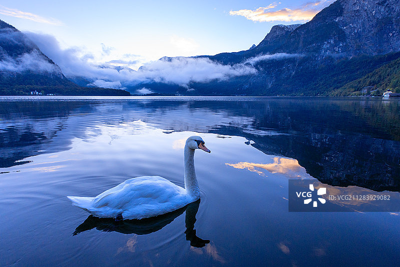欧洲奥地利湖区小镇哈尔斯塔特清晨的天鹅图片素材