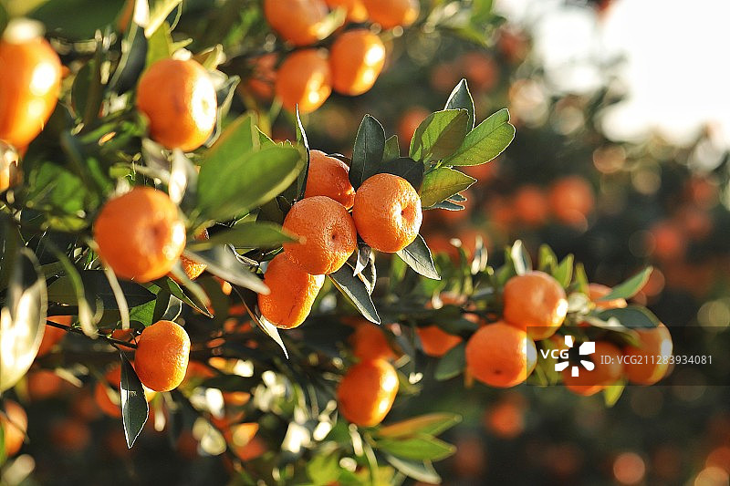 桔子红了图片素材