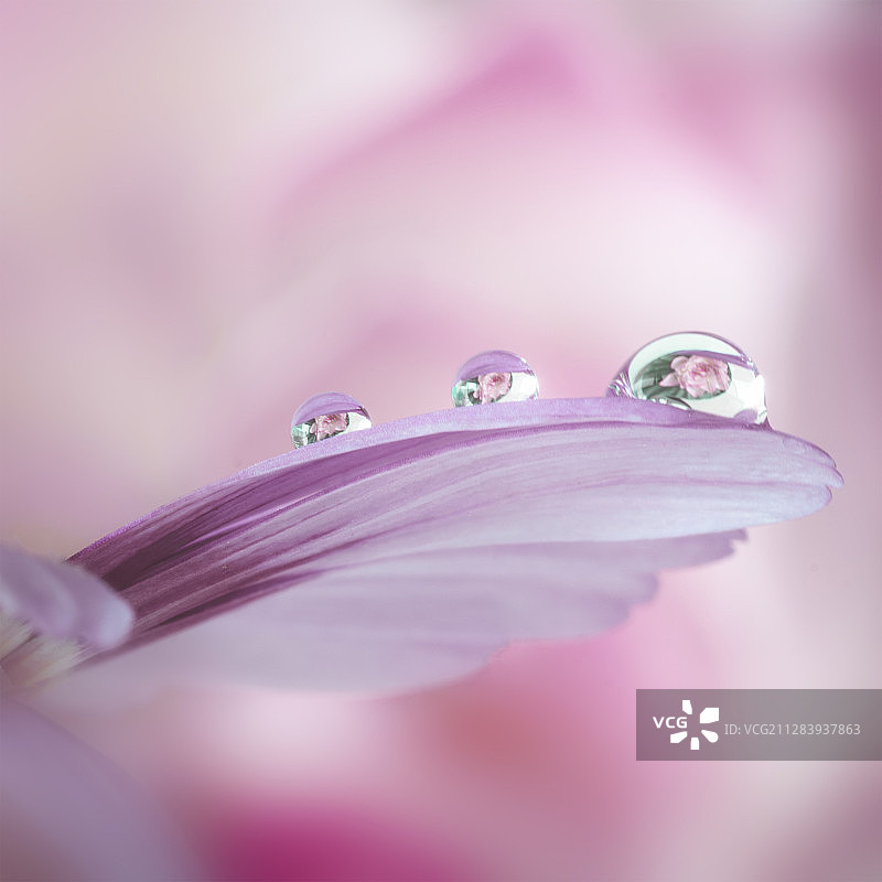 花红复含宿雨图片素材