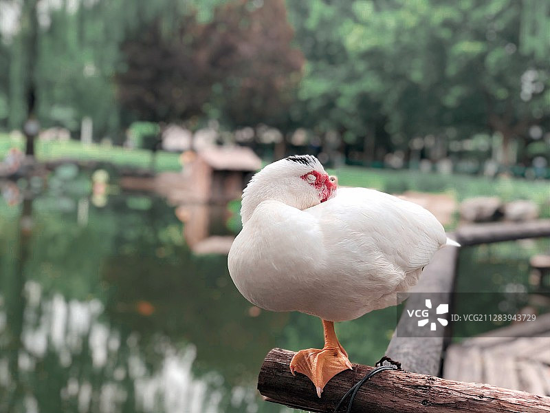 甜美的梦图片素材