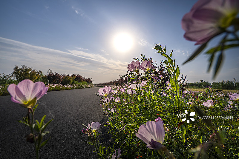 月见草图片素材