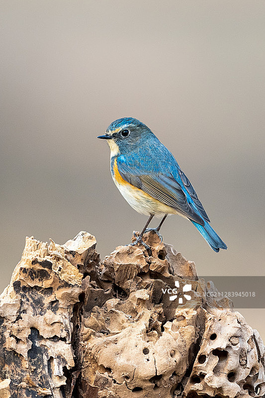 红胁蓝尾鸲图片素材