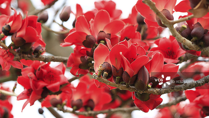 木棉花开图片素材