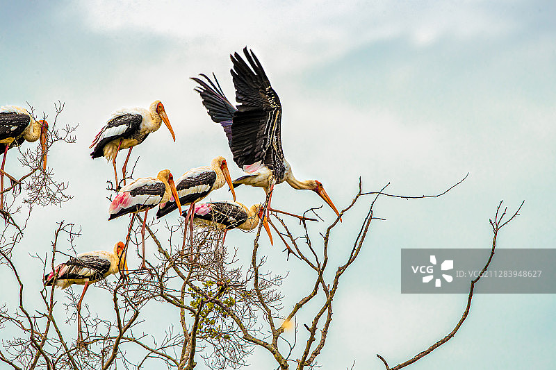 鹳栖高枝凌空舞图片素材