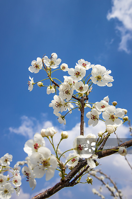 梨花图片素材