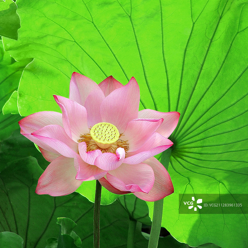 夏日里的荷花图片素材