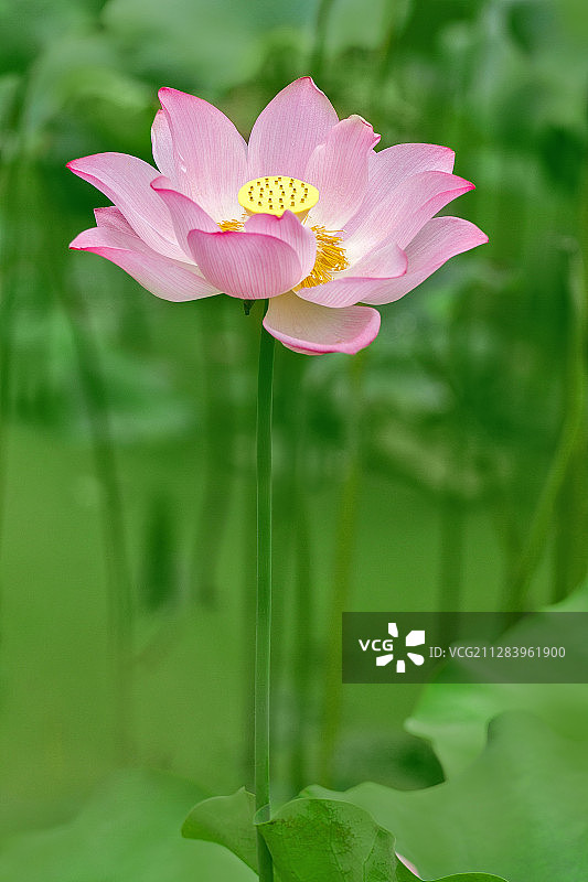 夏日里的向日葵图片素材