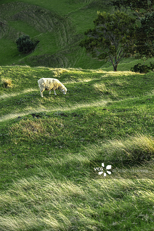 新西兰奥克兰肯威尔一树山图片素材