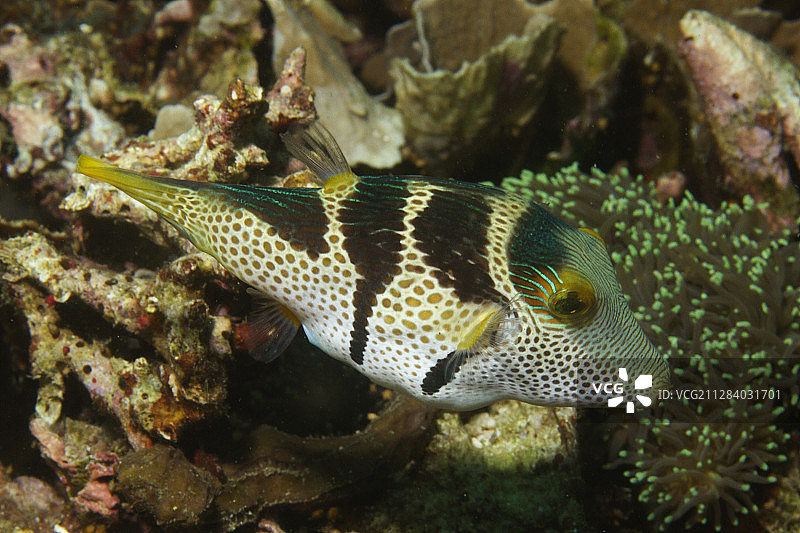 黑鞍Toby鱼图片素材