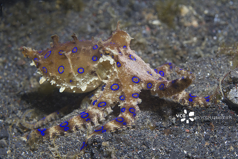 蓝环章鱼图片素材