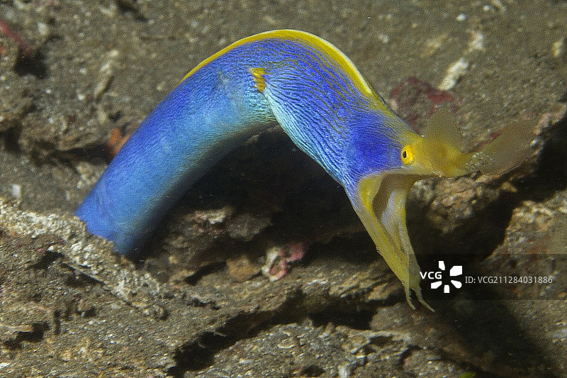 丝带鳗（雄性）图片素材