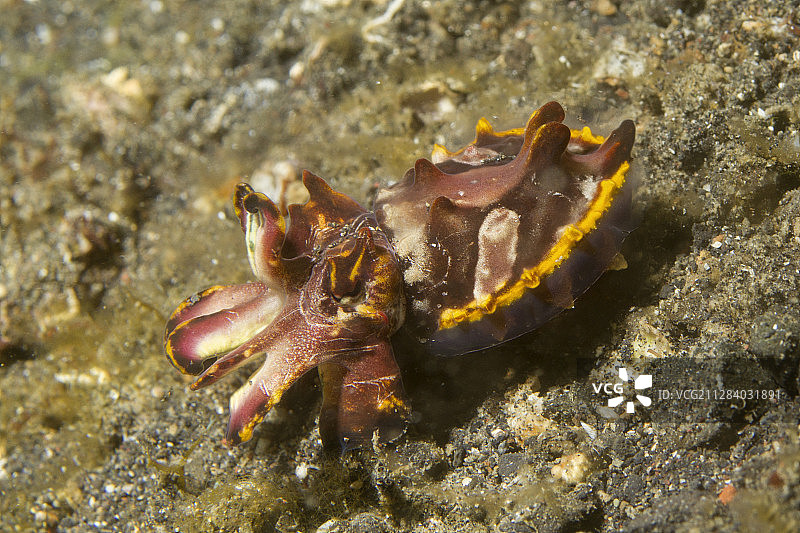 火焰乌贼图片素材